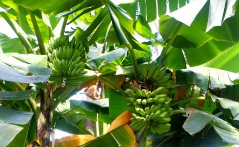 香蕉树和芭蕉树的区别，从这5点对比，你学会了吗？