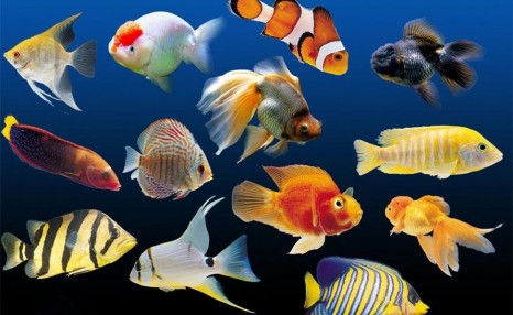 哪些热带鱼好饲养又好生养？热带鱼中的3种“铁鱼”