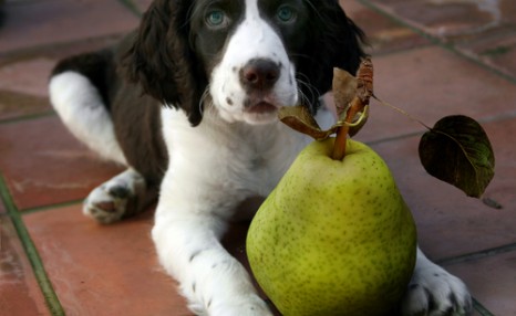 十种狗狗最喜欢的水果和蔬菜，狗狗虽然爱吃肉，也要给它们喂蔬果