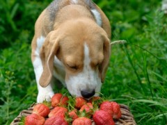 小萨摩耶狗能吃什么水果？十种狗狗最喜欢的水果和蔬菜