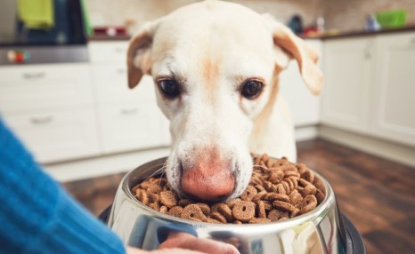 狗狗每天吃不少东西，但就是很瘦，可能是这4个原因