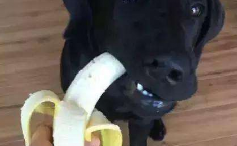 拉布拉多犬不能吃的6种水果，宠主了解一下！
