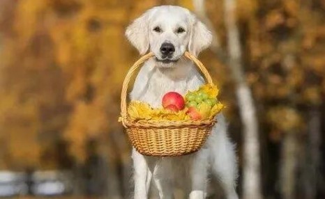 狗狗可以吃的12种水果，你有在喂吗？