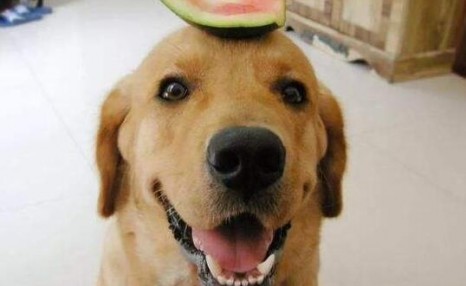 狗狗可以吃的12种水果，你有在喂吗？