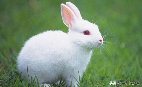宠物兔子怎么养?小编带你解锁养兔常识