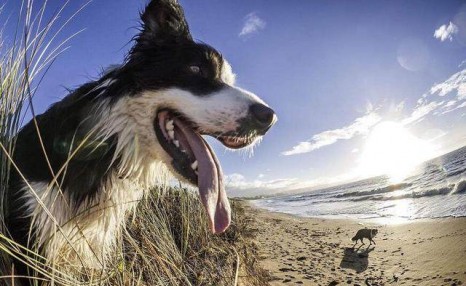 边境牧羊犬要怎么训练?送你5个小妙招!