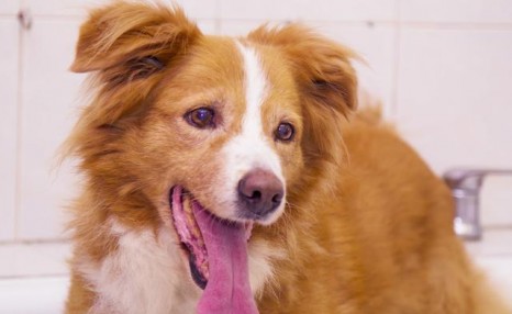边境牧羊犬要怎么训练?送你5个小妙招!