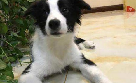 边境牧羊犬要怎么训练?送你5个小妙招!
