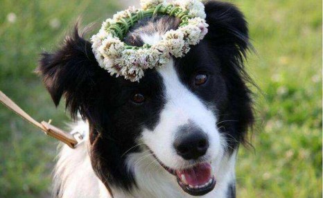 边境牧羊犬要怎么训练?送你5个小妙招!