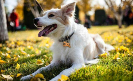 边境牧羊犬要怎么训练?送你5个小妙招!