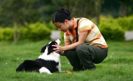 边境牧羊犬要怎么训练?送你5个小妙招!