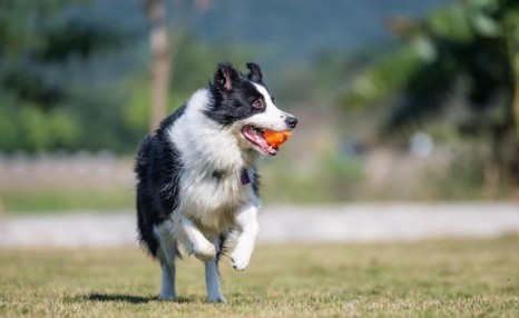 边境牧羊犬要怎么训练?送你5个小妙招!