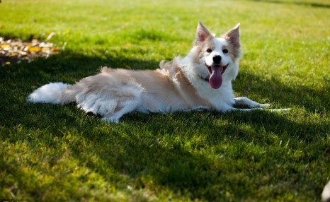 边境牧羊犬要怎么训练?送你5个小妙招!