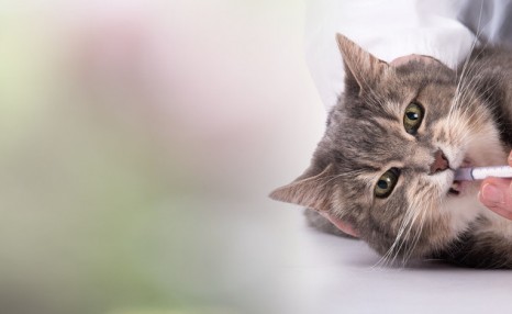 如何科学饲养猫咪，宠物医生总结出了这8方面的常识和注意事项