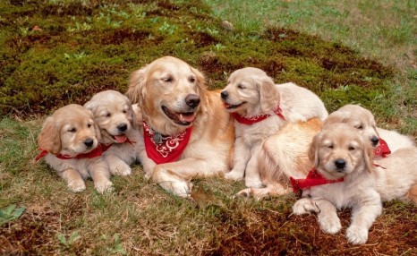 饲养金毛犬需要注意的5点,养好了就会变成“天使”!