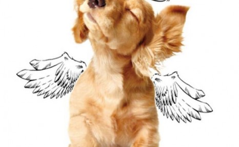 饲养金毛犬需要注意的5点,养好了就会变成“天使”!