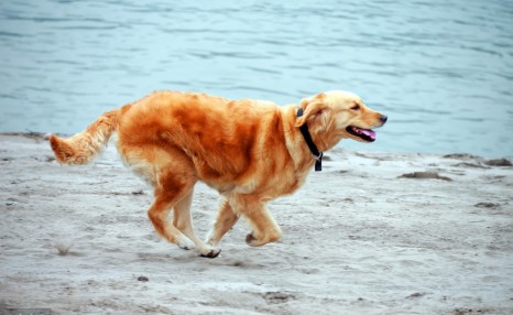 饲养金毛犬需要注意的5点,养好了就会变成“天使”!