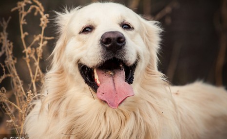饲养金毛犬需要注意的5点,养好了就会变成“天使”!