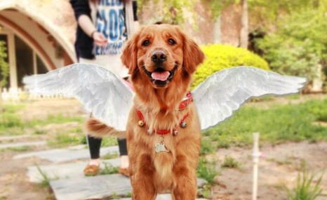 饲养金毛犬需要注意的5点,养好了就会变成“天使”!