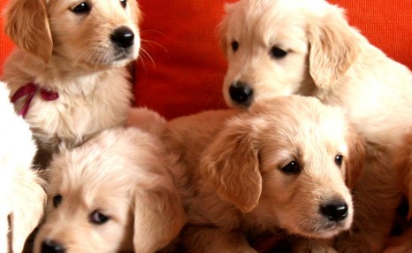 饲养金毛犬需要注意的5点,养好了就会变成“天使”!