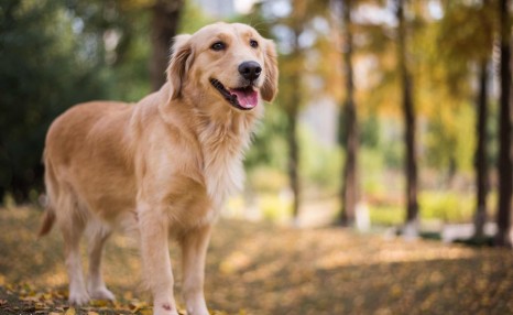 饲养金毛犬需要注意的5点,养好了就会变成“天使”!