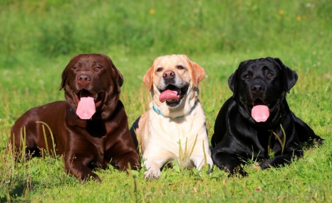 饲养拉布拉多犬,这5种正确饲养方法,你都清楚吗?