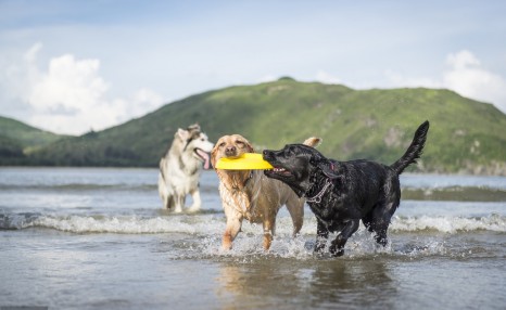 饲养拉布拉多犬,这5种正确饲养方法,你都清楚吗?