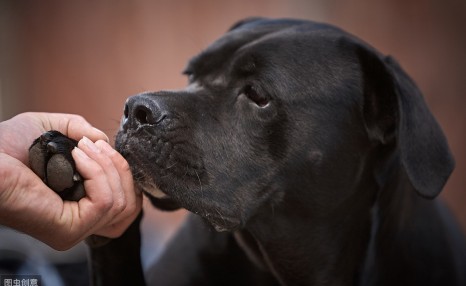 饲养拉布拉多犬,这5种正确饲养方法,你都清楚吗?