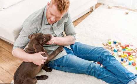 饲养拉布拉多犬，这5种正确饲养方法，你都清楚吗？