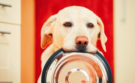 饲养拉布拉多犬，这5种正确饲养方法，你都清楚吗？