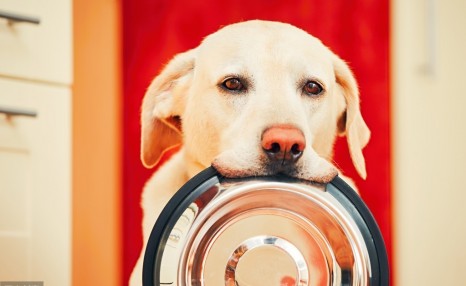 饲养拉布拉多犬,这5种正确饲养方法,你都清楚吗?