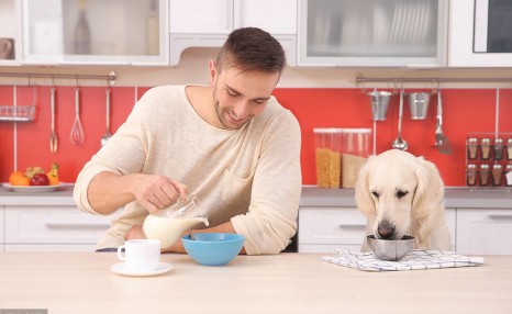 饲养拉布拉多犬,这5种正确饲养方法,你都清楚吗?