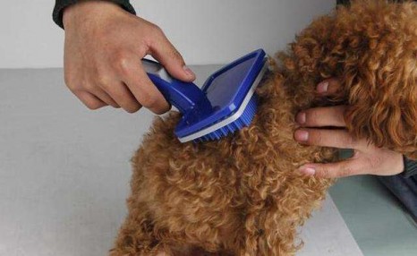 想要知道贵宾怎么养?教你这5个饲养“贵宾犬”的经验总结