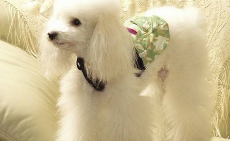 想要知道贵宾怎么养?教你这5个饲养“贵宾犬”的经验总结
