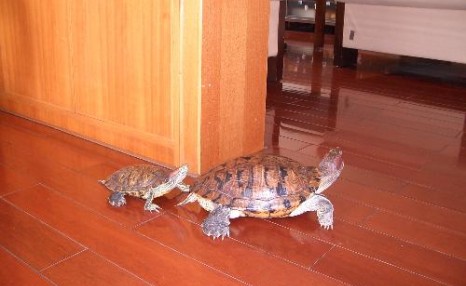 巴西龟怎么养?高手的八年经验总结