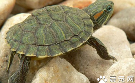 养巴西龟放多少水 水深不应超过龟体长度