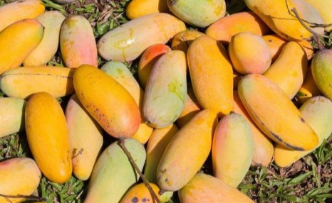 在三亚有个地方只要10块钱，榴莲、菠萝蜜、芒果等水果吃到饱！