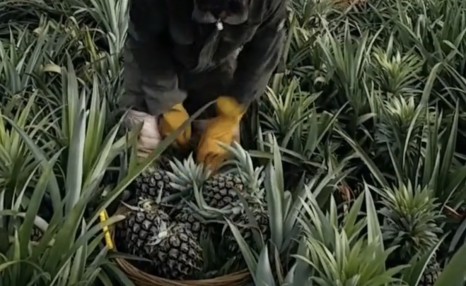果农采摘“菠萝”，引起网友反问，菠萝是长在树上还是埋在土里？