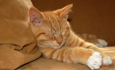 被家猫咬伤的伤口怎么处理?是否需要注射狂犬疫苗?