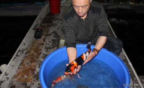 究竟怎样才能把锦鲤养活?10年养鱼经验,化成1个完美答案