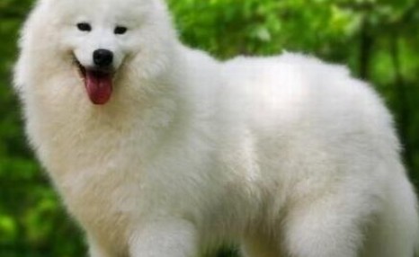 萨摩耶犬多少钱一只？怎么挑选纯种萨摩耶？