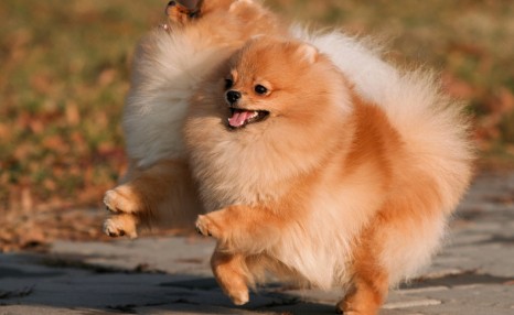 博美犬“价格”多少钱一只?你是买亏了,还是捡了大便宜?