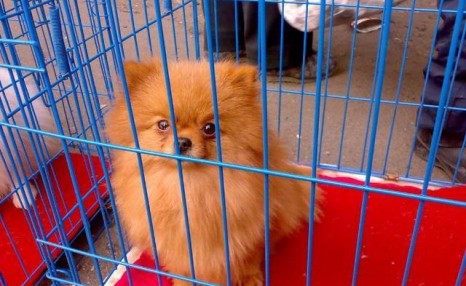 博美犬“价格”多少钱一只?你是买亏了,还是捡了大便宜?
