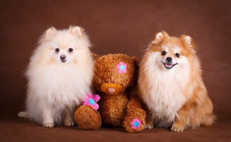 博美犬“价格”多少钱一只?你是买亏了,还是捡了大便宜?