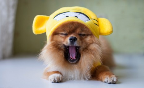 博美犬“价格”多少钱一只?你是买亏了,还是捡了大便宜?