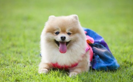 博美犬“价格”多少钱一只?你是买亏了,还是捡了大便宜?