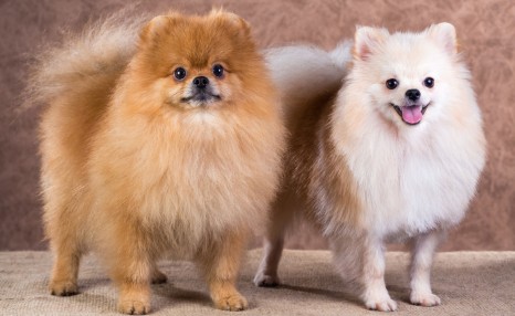 博美犬“价格”多少钱一只?你是买亏了,还是捡了大便宜?