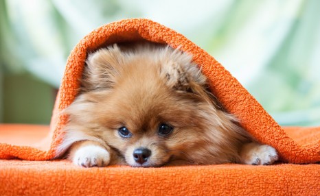 博美犬“价格”多少钱一只?你是买亏了,还是捡了大便宜?
