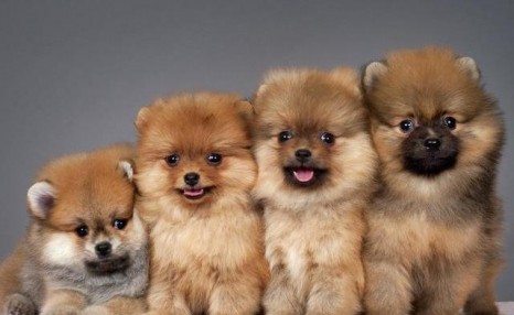 博美犬“价格”多少钱一只?你是买亏了,还是捡了大便宜?