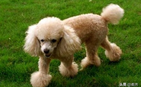 【齐齐哈尔萌宠】贵宾犬多少钱一只,按什么标准来定价?